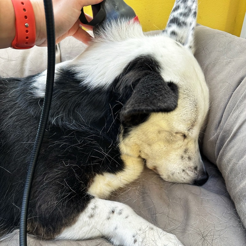 Terapija laserska Companion